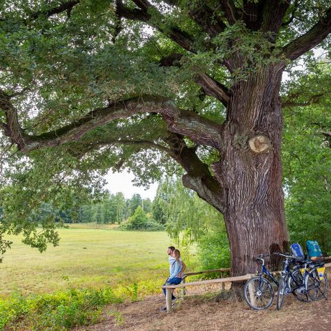 Radfahrer auf dem Spreeradweg machen eine Pause an einem Baum